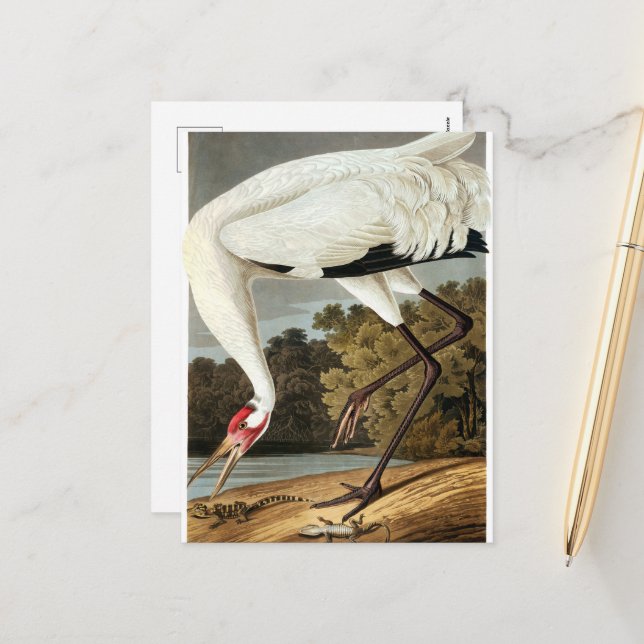 "WHoping Crane" av John James Audubon Helg Vykort (Fram/Back In Situ)