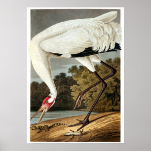 "WHoping Crane" av John James Audubon Poster