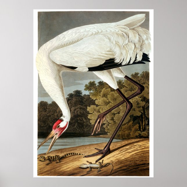 "WHoping Crane" av John James Audubon Poster (Framsidan)