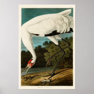 "WHoping Crane John James Audubon Birds of America Poster