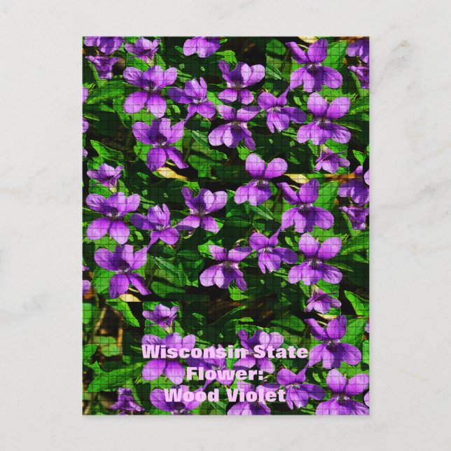 WI State Flower Wood Violet Mosaic Mönster Vykort (Framsida)