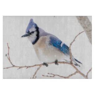 Wichita County, Texas. Blåskrika
