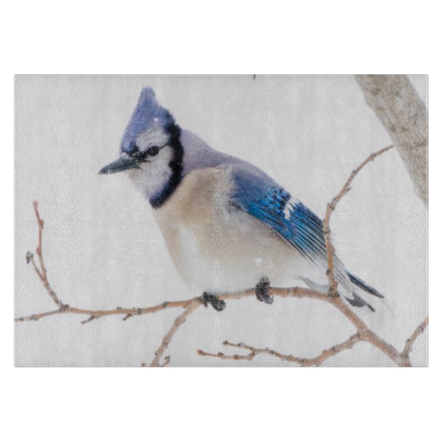 Wichita County, Texas. Blåskrika (Framsidan)