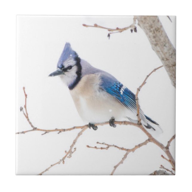 Wichita County, Texas. Blue Jay Kakelplatta (Framsidan)