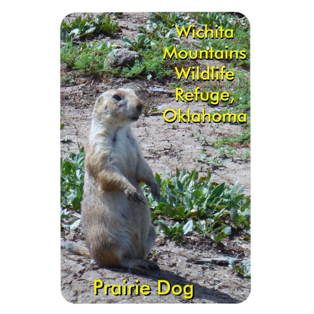 Wichita Mountains Wildlife Refuge Prairie Hund Magnet (Vertikal)