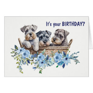 Wicker Basket i Schnauzer Hund Puppies Birthday Hälsningskort