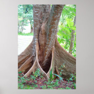 Wide träd root Florida träd Poster
