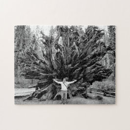 Wide Vinkel Sequioa Träd Trunk - 11 x 14 - 252 pcs Pussel