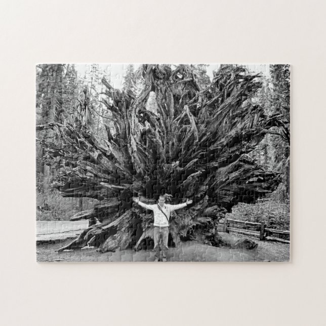 Wide Vinkel Sequioa Träd Trunk - 11 x 14 - 252 pcs Pussel (Horisontell)