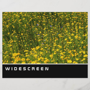 Widescreen - Fält i Gultens Daisy Reklamblad
