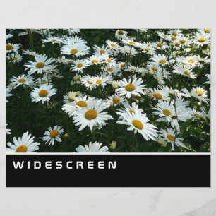Widescreen - Shasta-Daisy Reklamblad