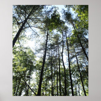 Widewater Träd i sol Poster