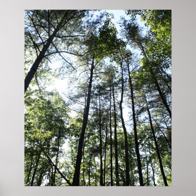 Widewater Träd i sol Poster (Framsidan)