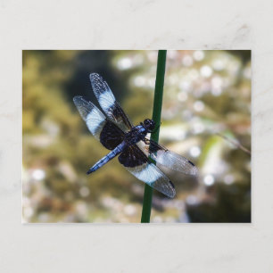 Widow Skimmer Dragonfly-vykort Vykort