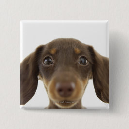 Wiener Hund (brun) 2 Knapp