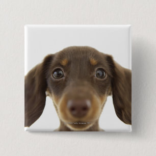Wiener Hund (brun) 2 Knapp