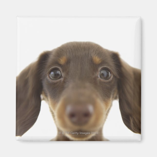 Wiener Hund (brun) 2 Magnet (Framsidan)