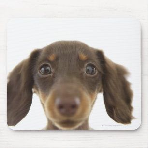 Wiener Hund (brun) 2 Musmatta