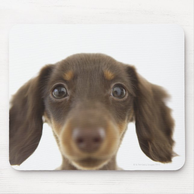 Wiener Hund (brun) 2 Musmatta (Framsidan)