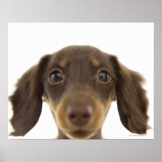 Wiener Hund (brun) 2 Poster