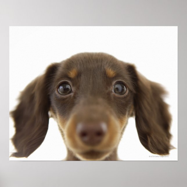 Wiener Hund (brun) 2 Poster (Framsidan)