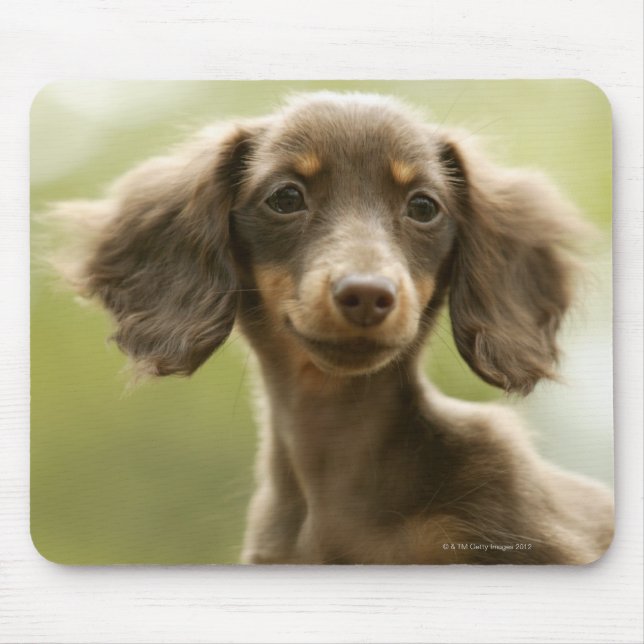 Wiener Hund (brun) Musmatta (Framsidan)