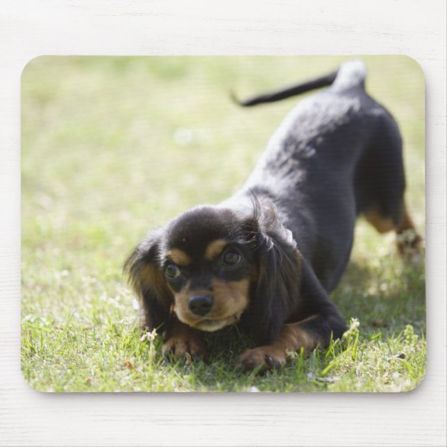 Wiener hund (svart) 2 musmatta (Framsidan)