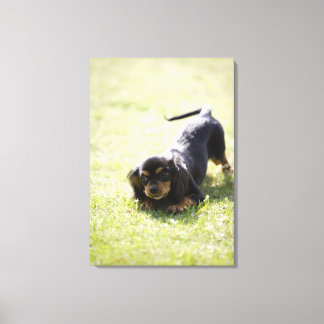 Wiener hund (svart) canvastryck