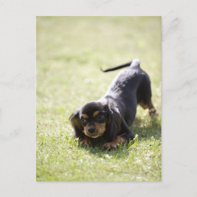 Wienerhund (svart) vykort (Framsida)