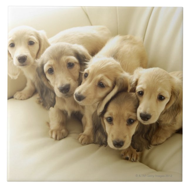 Wienervalpar Kakelplatta (Framsidan)