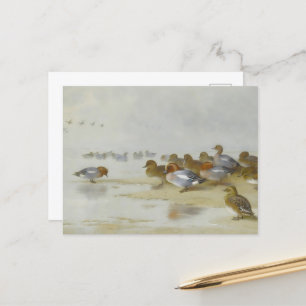 Wigeon och Teal av vatten kant, Art Vykort
