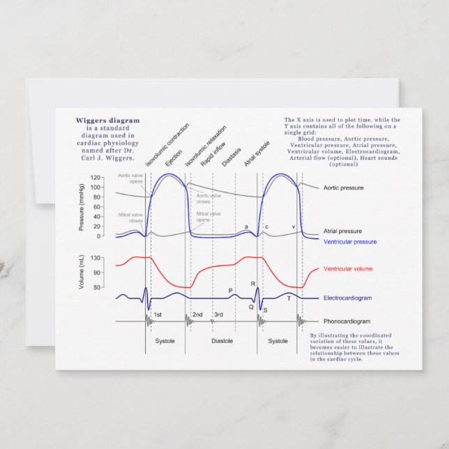 Wiggers Diagram (Framsida)