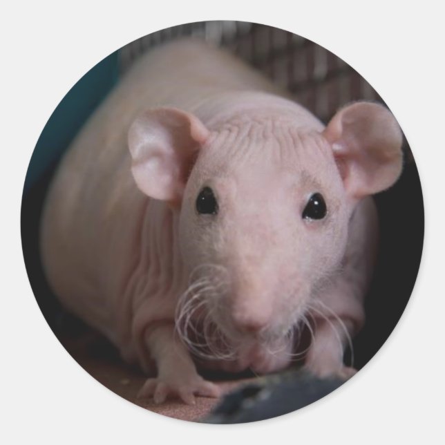 Wiggles Runt Klistermärke (Framsida)