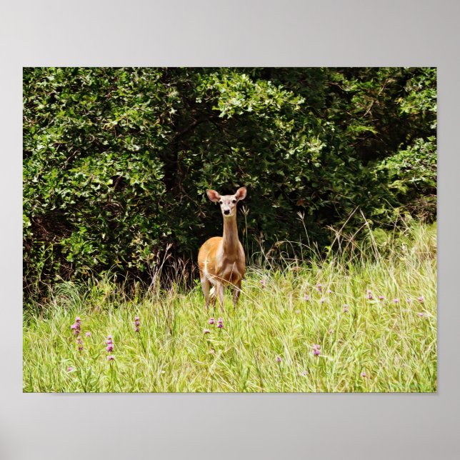 Wild and Sweet Deer Photographic Art Print Poster (Framsidan)