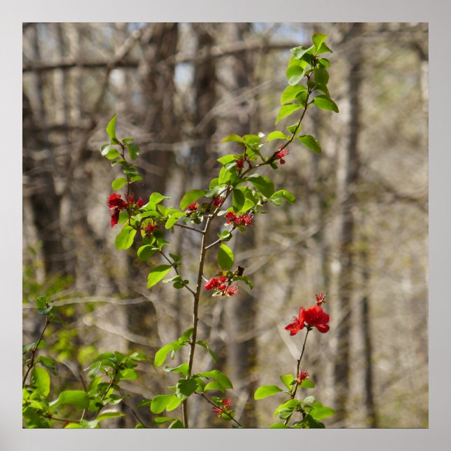 Wild Azalea Bush at Smoky Mountains Poster (Framsidan)