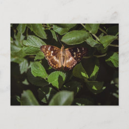 Wild Butterfly in Green Foliage Vykort