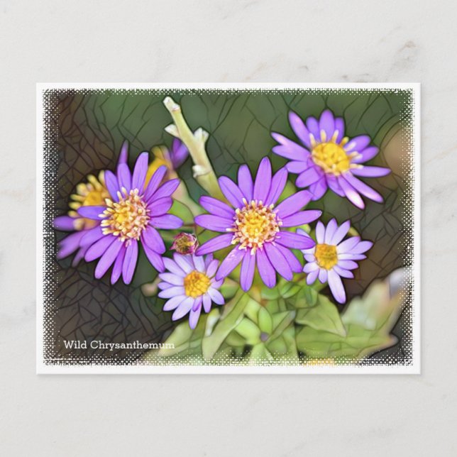 Wild Chrysanthemum Vykort (Framsida)