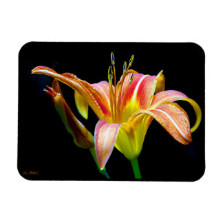 Wild Daylily On A Dark Morning Hike Magnet