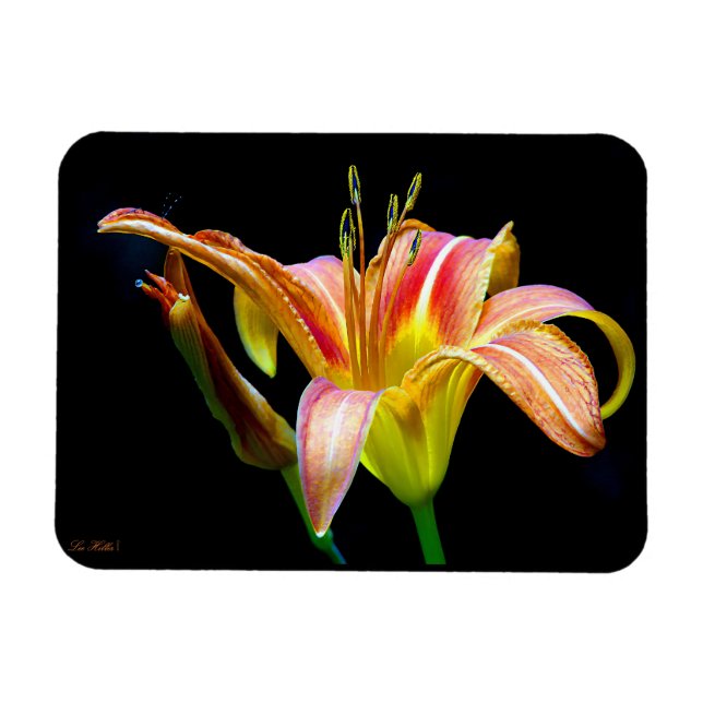 Wild Daylily On A Dark Morning Hike Magnet (Horisontell)