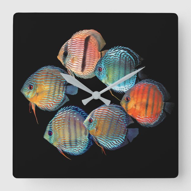 Wild Discus fish Fyrkantig Klocka (Framsida)