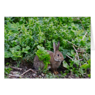 Wild English Rabbit Hälsningskort