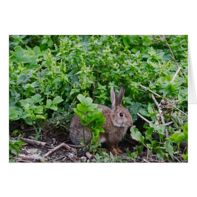 Wild English Rabbit Hälsningskort (Framsidan Horizontal)