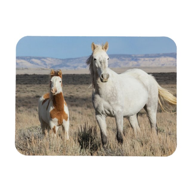 Wild Horses at Home in the Sandwash Basin Magnet (Horisontell)
