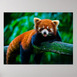 Wild Majesty Rovdjursaffischsamling Poster