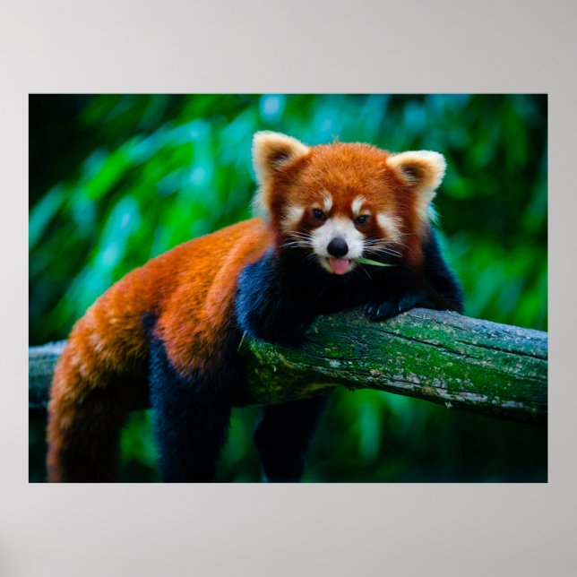 Wild Majesty Rovdjursaffischsamling Poster (Framsidan)
