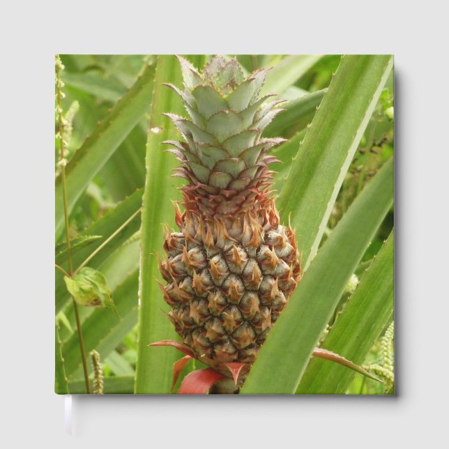 Wild Pineapple Tropical Fruit in Nature Gästböcker (Framsida)