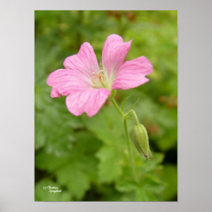 Wild Pink Geranium Flower Print Poster