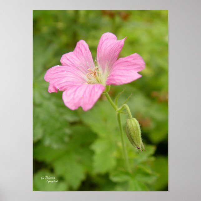 Wild Pink Geranium Flower Print Poster (Framsidan)