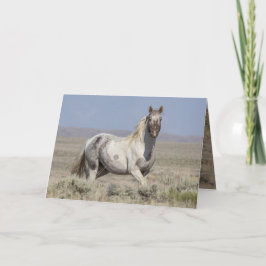 Wild Pintaloosa Stallion Greeting Card Inbjudan