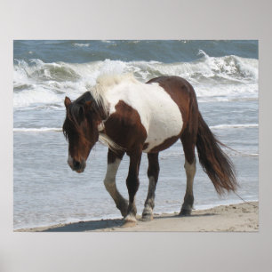 Wild Pony Poster Print